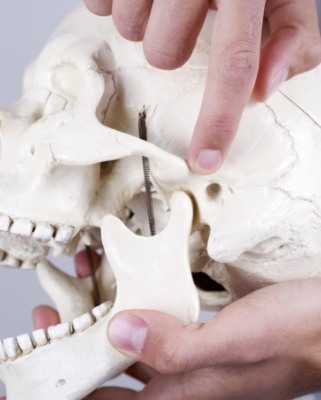 Pointing to jaw joint on a model skull